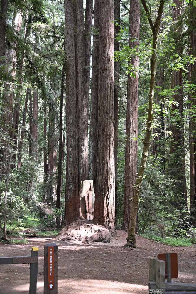 Redwood Trees