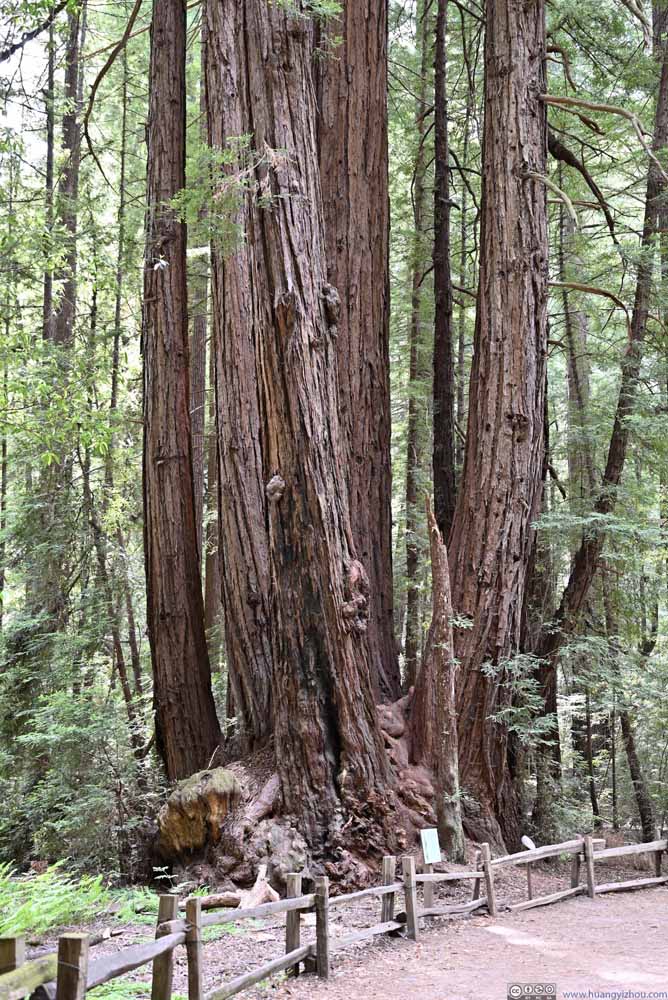 Redwood Trees