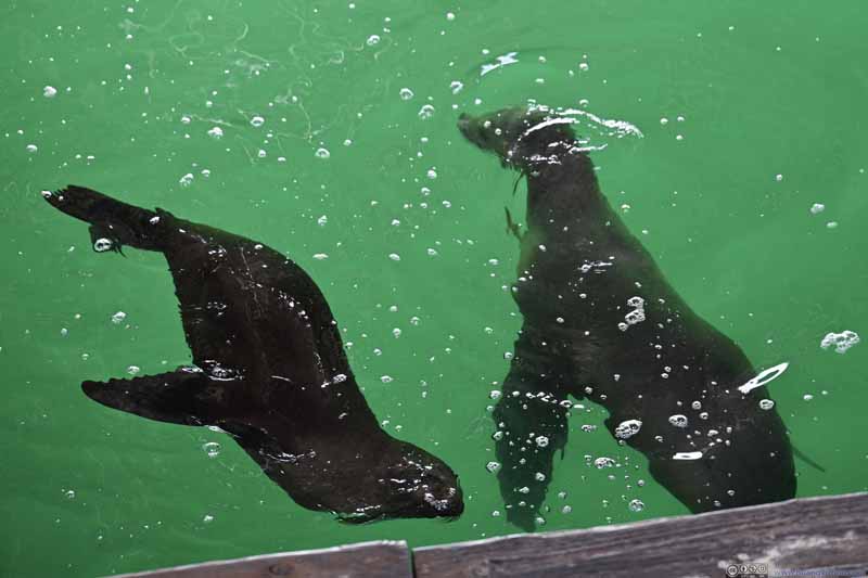 Sea Lions under Santa Cruz Wharf