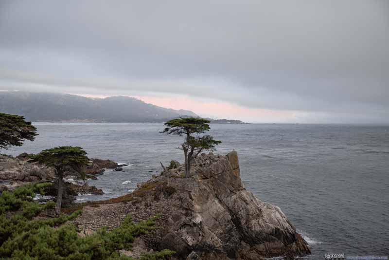 Lone Cypress along Coast