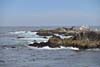 Birds Resting on Coastal Rocks