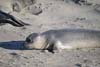 Elephant Seal