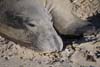 Elephant Seal