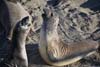 Elephant Seals