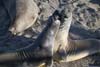 Elephant Seals