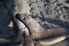 Elephant Seals