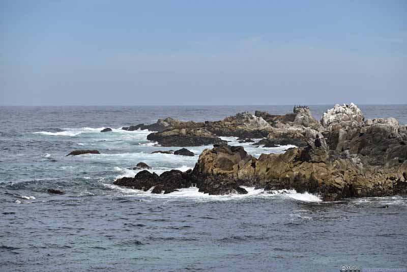 Birds Resting on Coastal Rocks