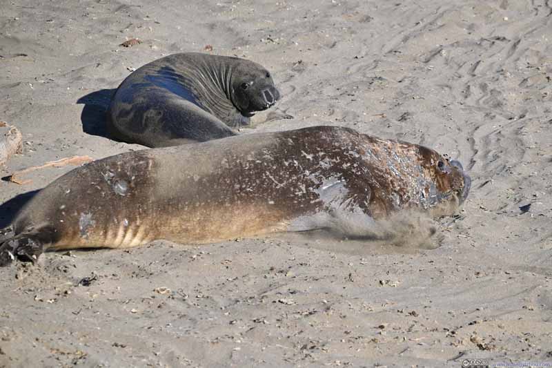 Elephant Seal Digging Sand