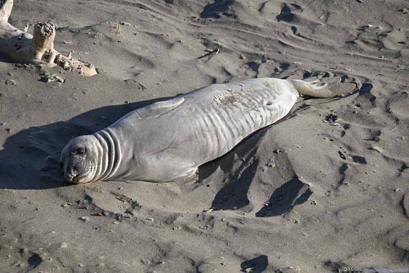 Elephant Seal