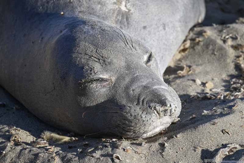 Elephant Seal Asleep