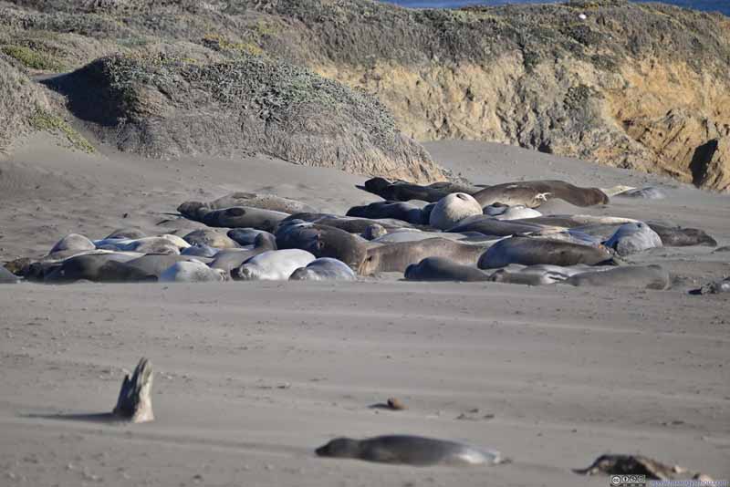 Elephant Seals