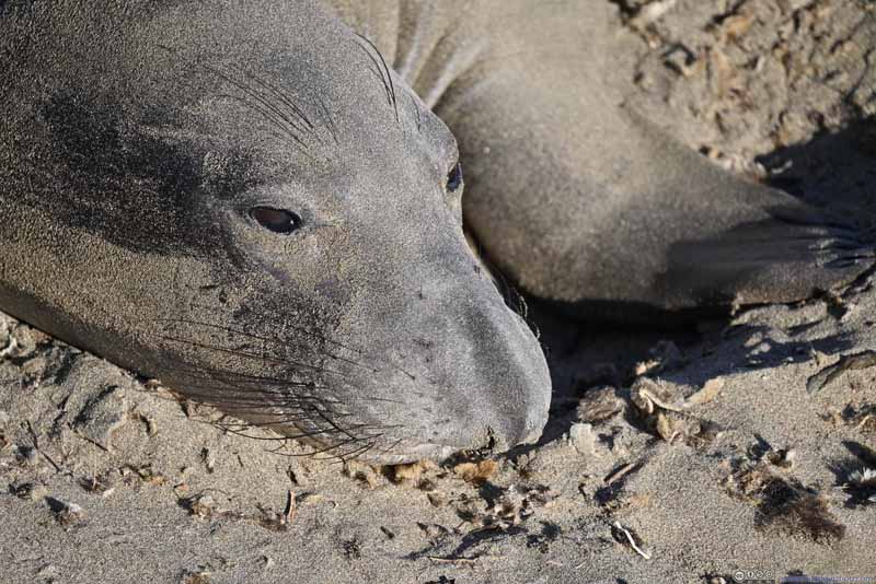 Elephant Seal