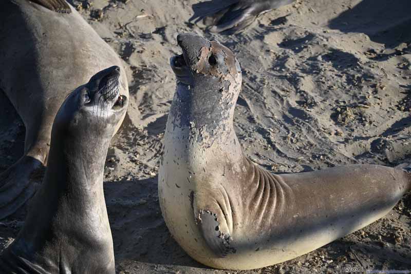 Elephant Seals