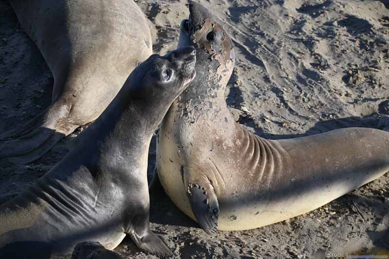 Elephant Seals