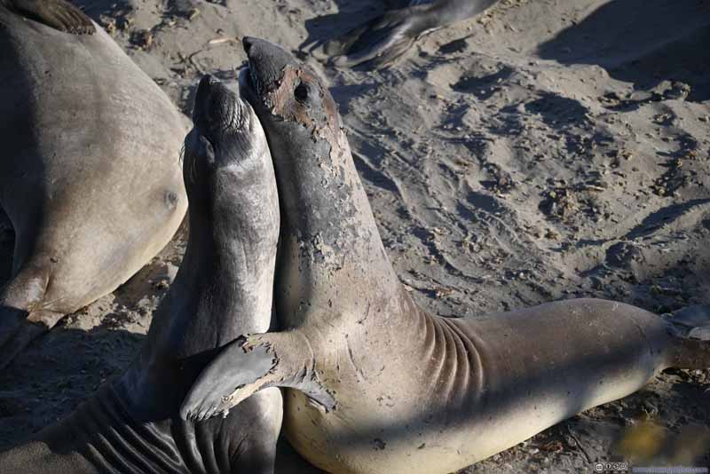 Elephant Seals