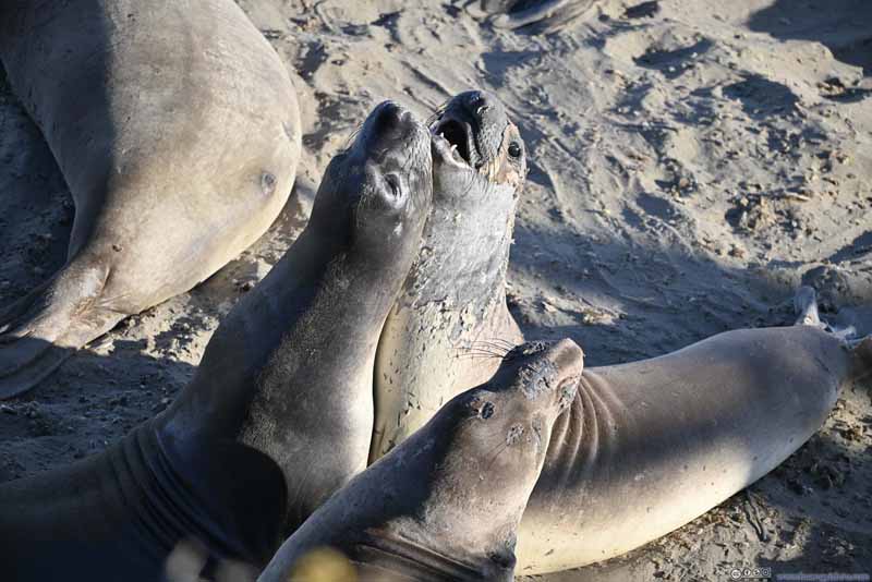 Elephant Seals