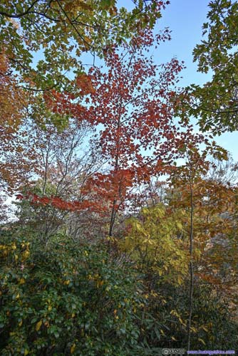 Foliage along Trail