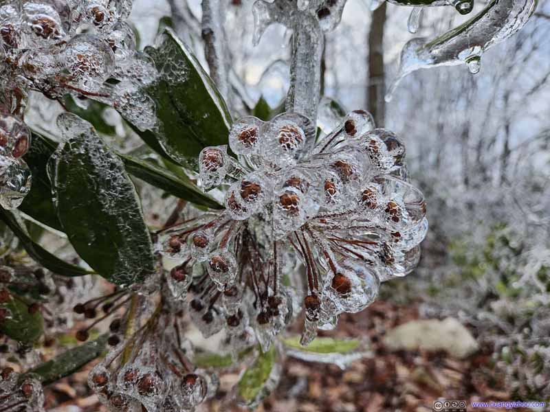 Frozen Flowers and Leaves