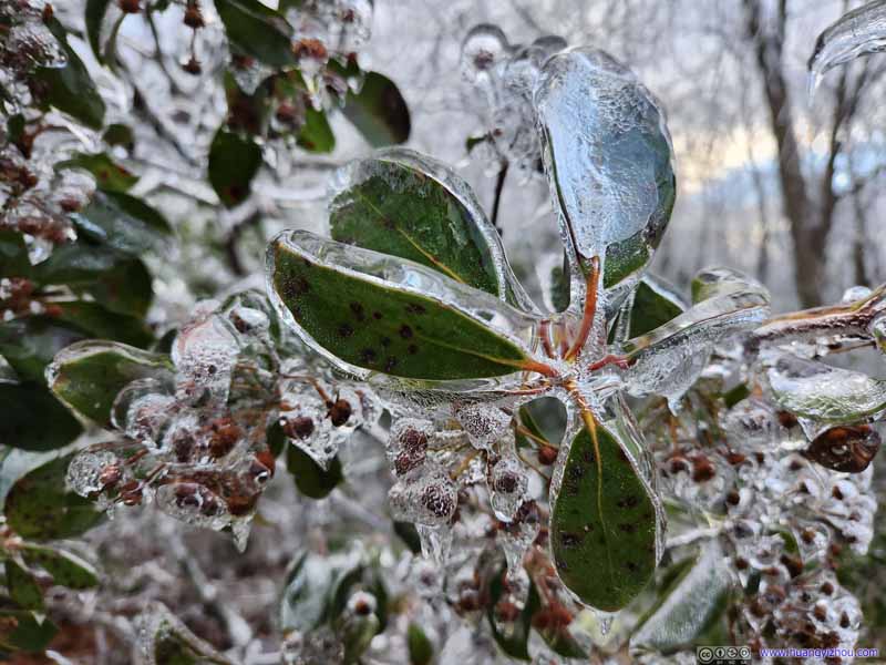 Frozen Flowers and Leaves