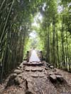 Bridge in Bamboo Forest