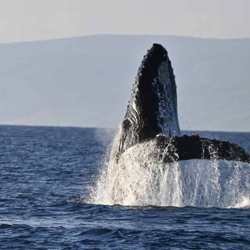 Whale Breaching