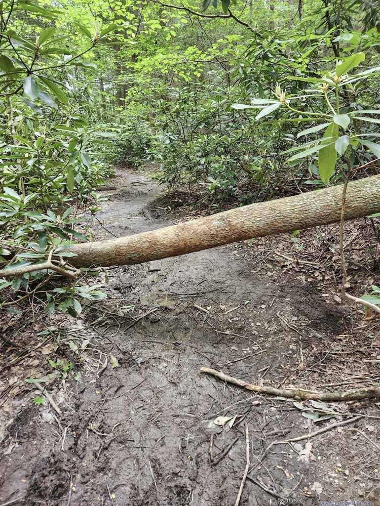 Muddy Trail and Obstacle