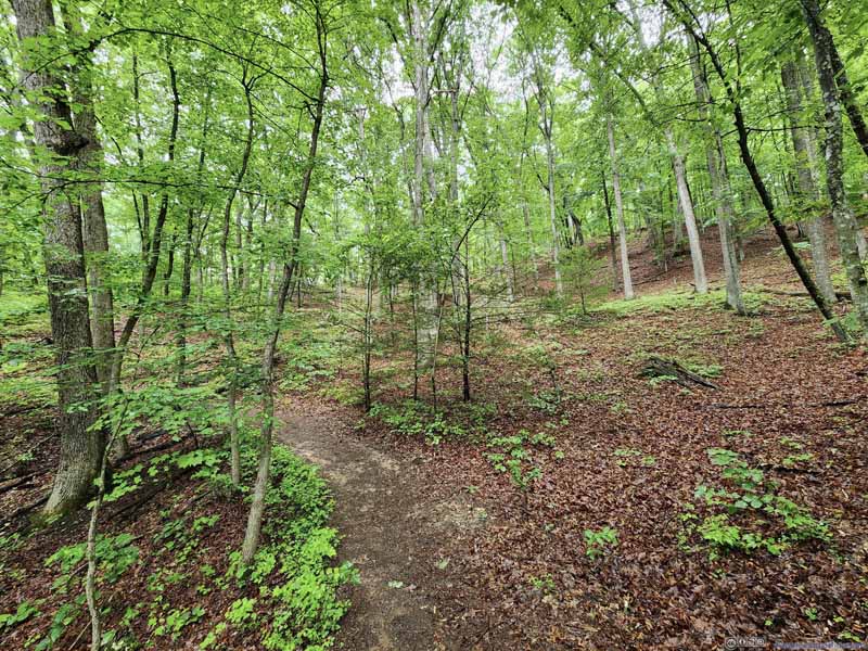 Trail in Forest