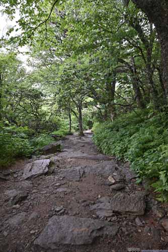 Trail to Craggy Pinnacle