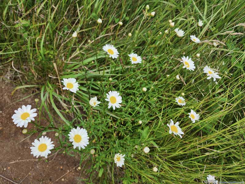 Flowers along Trail in Open Field