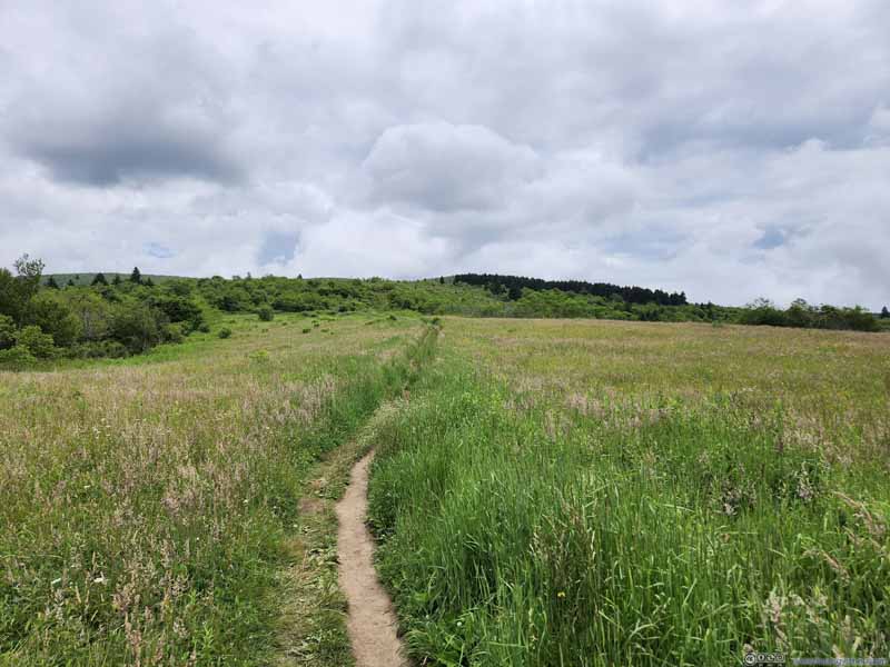 Trail through Open Field