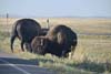 Bisons Next to Road
