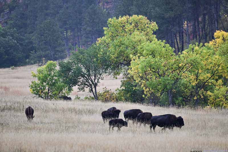 Herd of Bison