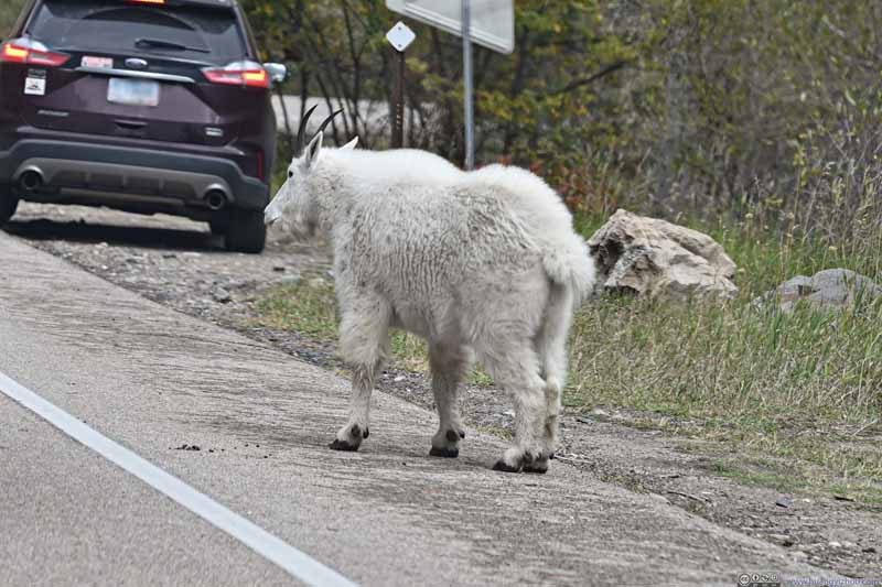 Goat Next to Road