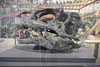 Skull of Allosaurus