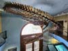 Mosasaur Fossil