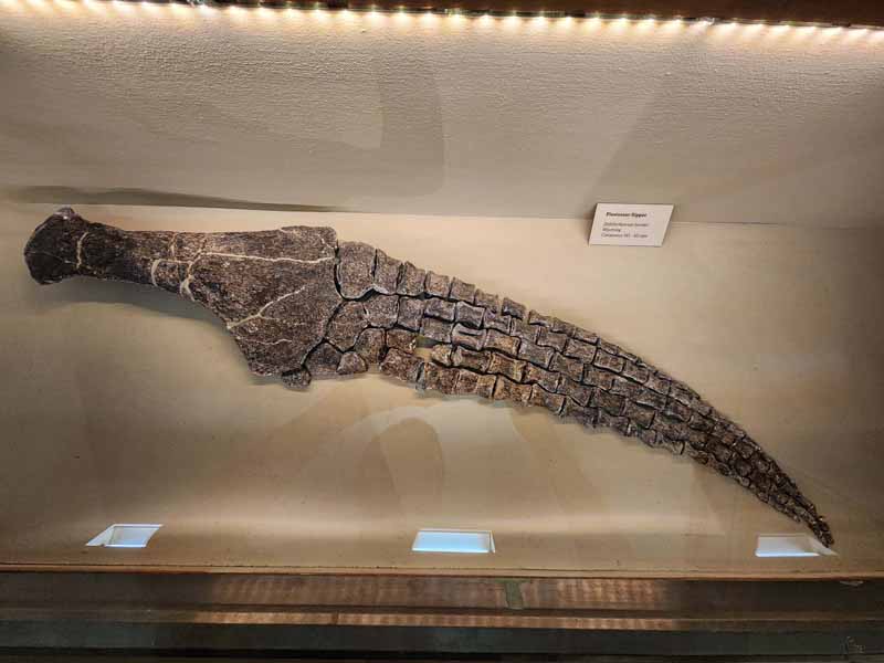 Plesiosaur Flipper