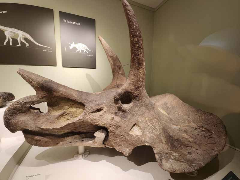 Triceratops Skull