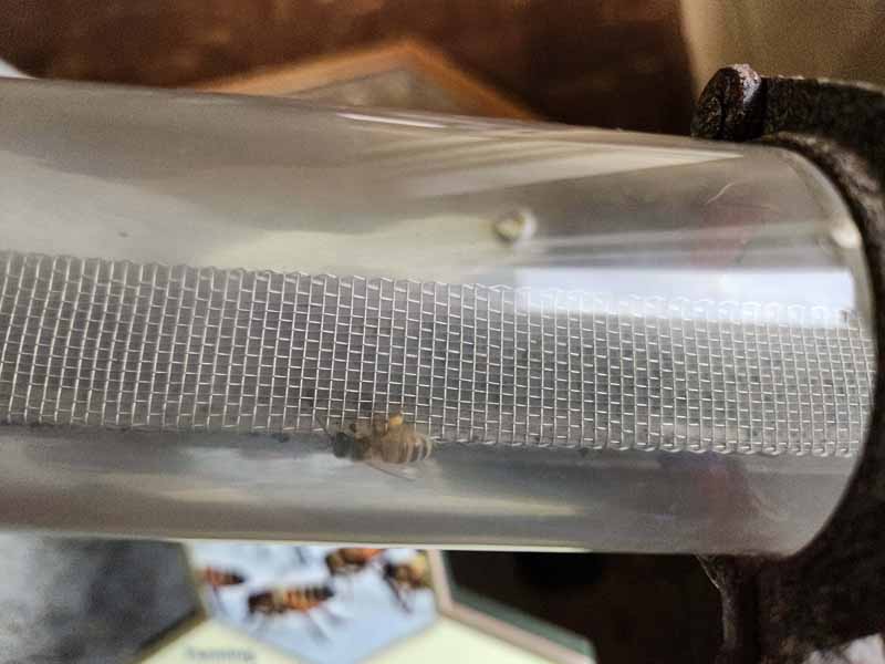 Tube Connecting Beehive to Outside