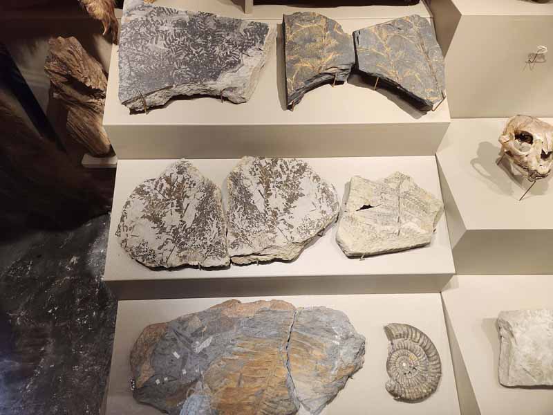 Fossil of Plants and Shells