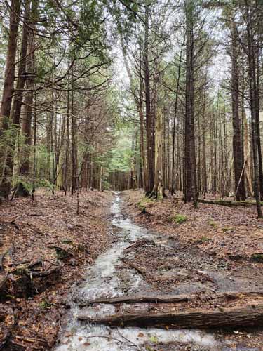 Trail