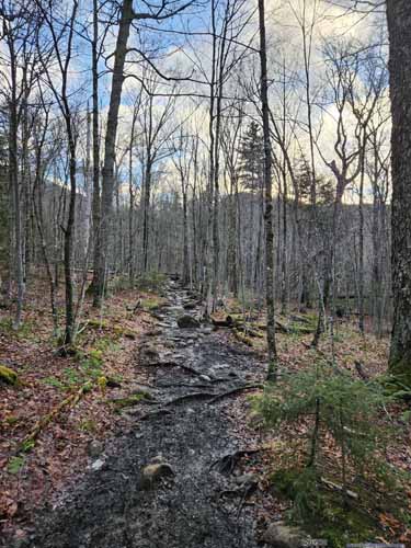 Muddy Trail