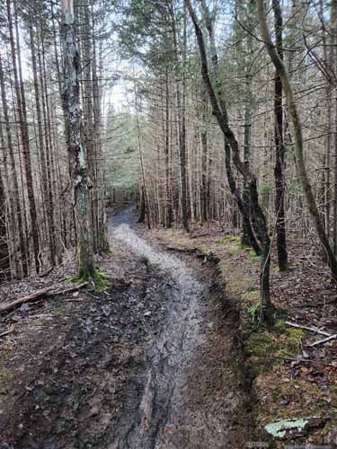 Muddy Trail
