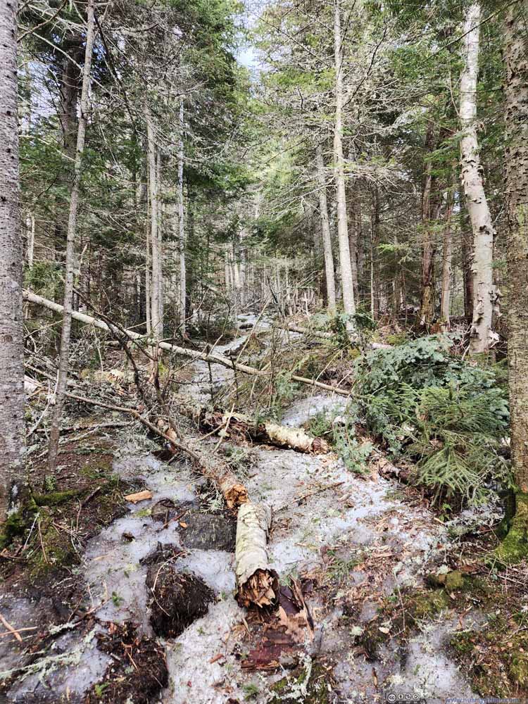 Trail Blocked by Fallen Trees