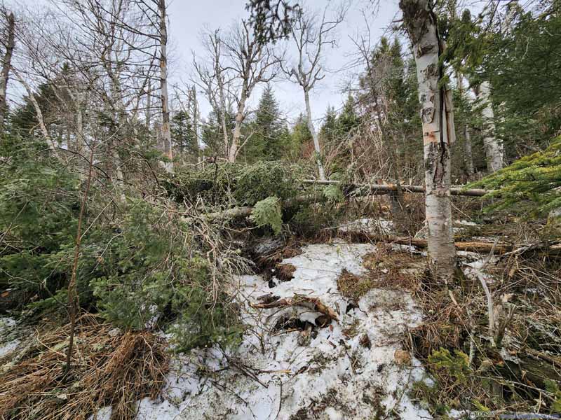 Fallen Tree