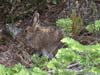 Rabbit in the Bushes