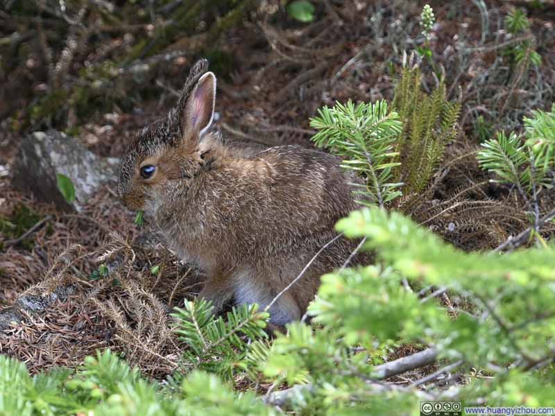 Rabbit in the Bushes