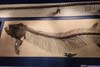 Marine Life Fossil