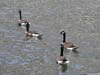 Geese
