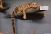 Model of Clouded Leopard