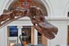 Head of Giant Dinasour Fossil